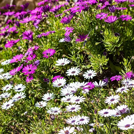 Bed and Breakfast Dream Lagos B&B